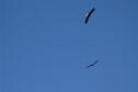 El Dorado State Park Eagles