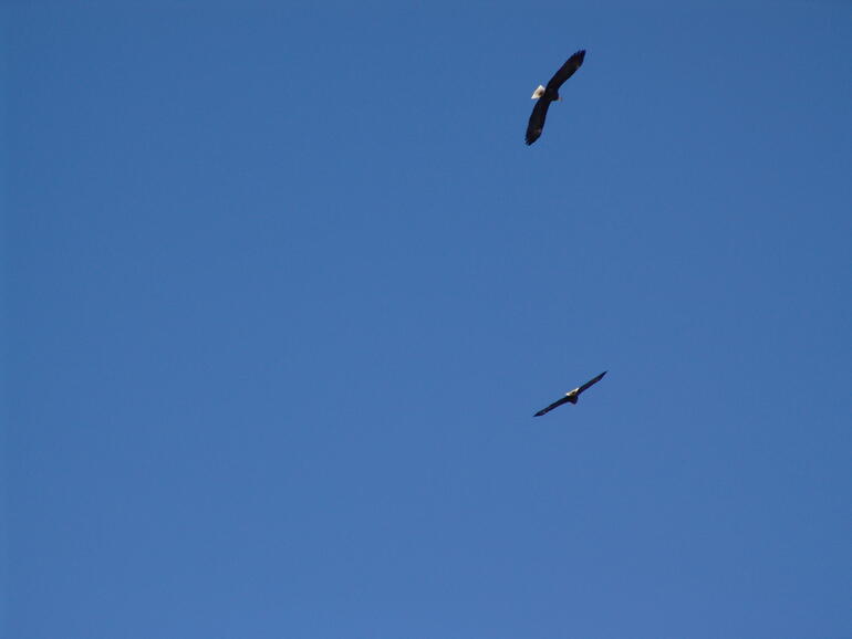 El Dorado State Park Eagles