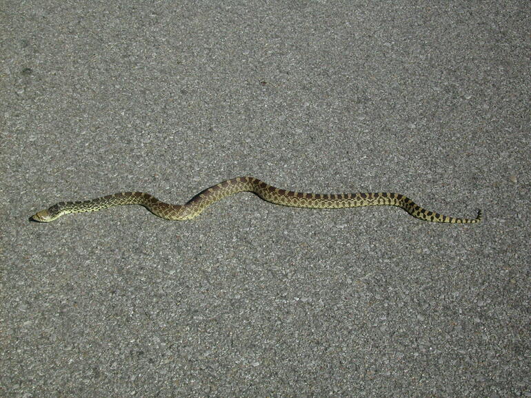 El Dorado State Park Snake