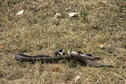 El Dorado State Park snake & fish