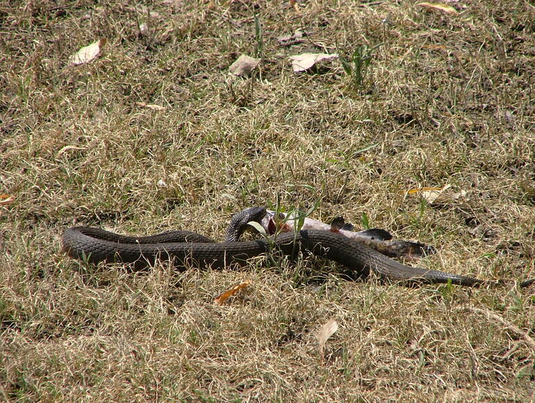 El Dorado State Park snake & fish