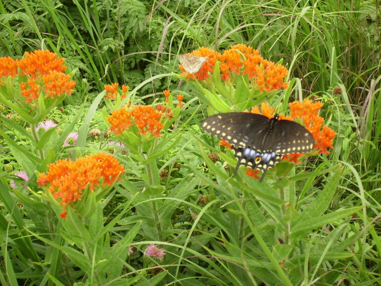 El Dorado State Park Wildflower & Swallowtail Butterfly