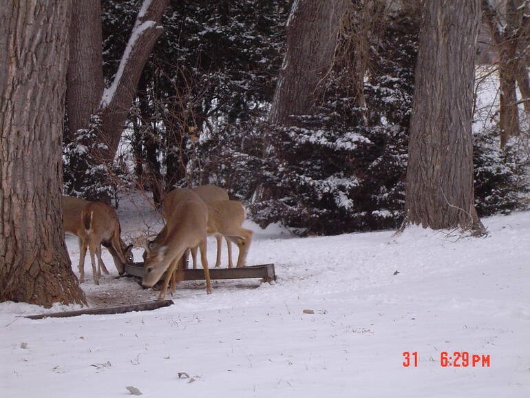 Deer feeding at Lake office feeder