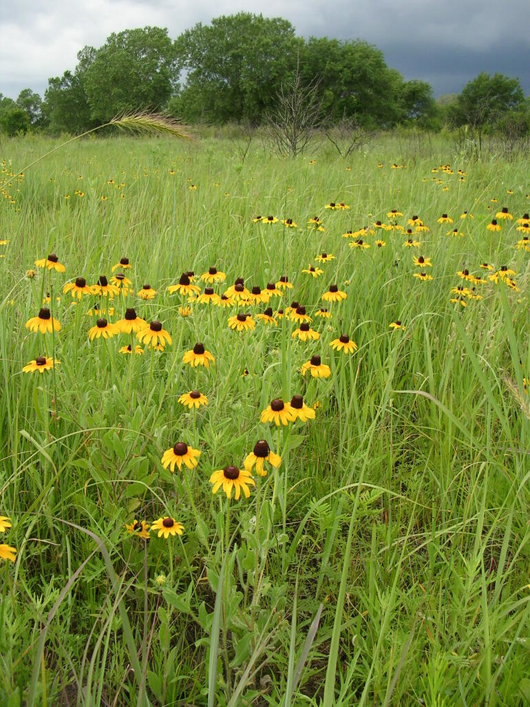 Wildflowers at Sand Hills 