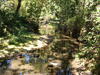 Creek Photo 3