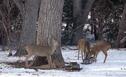 Whitetail Deer in the Winter