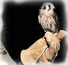 Live bird at Milford Nature Center