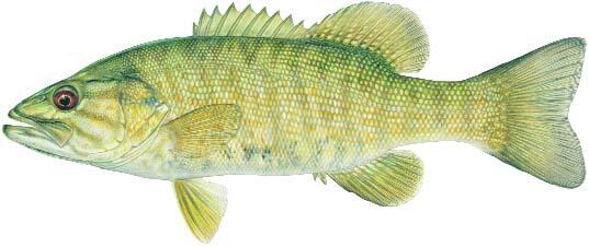 Smallmouth Bass Image
