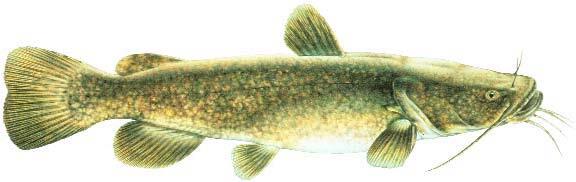Flathead Catfish Image