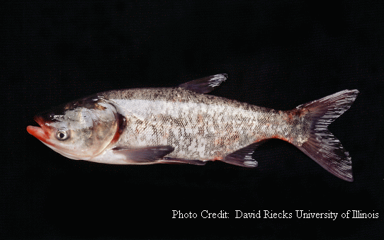 Bighead Carp / ANS Gallery / Aquatic Nuisance Species / Fishing / KDWP -  KDWP