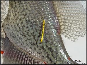 Tagged Crappie