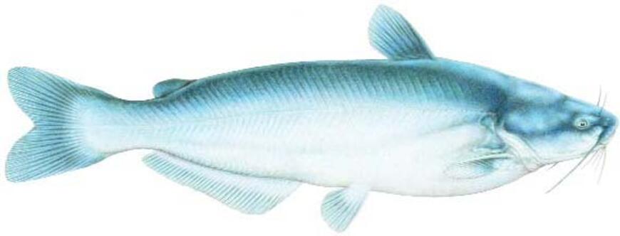 Blue Catfish Image