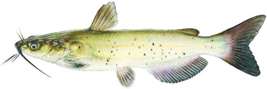 Channel Catfish Image