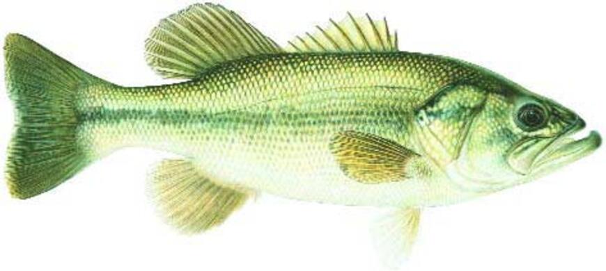 Largemouth Bass Image