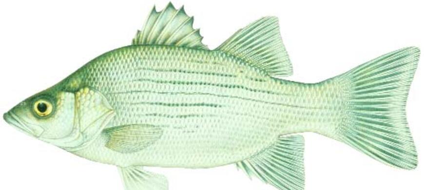 White Bass Image