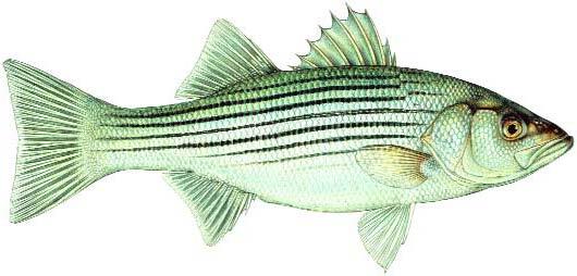 Striped Bass Image