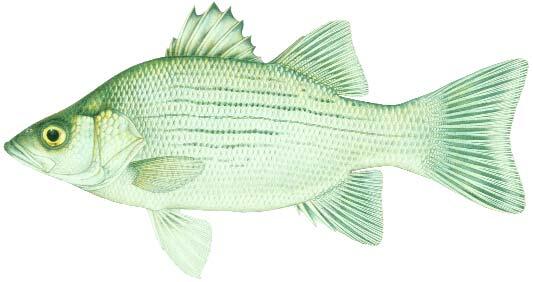 White Bass Image