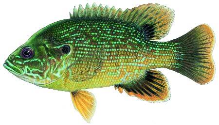 Green Sunfish Image 