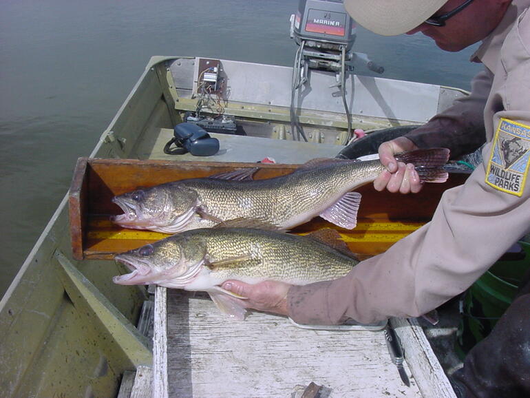 Walleye and Saugeye from Jewell / Region 1 Fishing Report Gallery /  Northwest Region / Fishing Locations - Public Waters / Where to Fish in  Kansas / Fishing / KDWP - KDWP