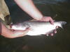 Tagged blue catfish at El Dorado Reservoir