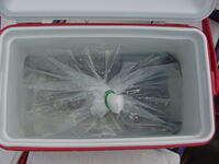 Bag containing walleye fry inside a cooler prior to stocking