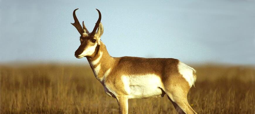 Pronghorn or Antelope