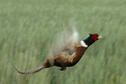 Flying Pheasant