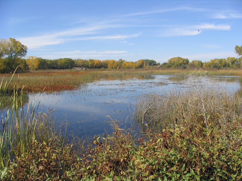 Byron Walker Wetlands