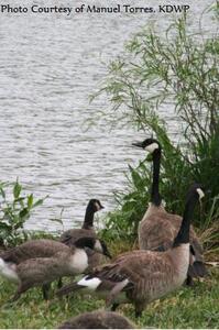 Geese at Scott Lake 