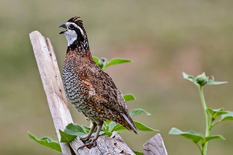 bobwhite quail singing