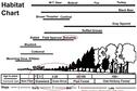 habitat succession chart