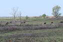 PBPG cattle grazing