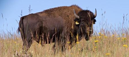 Public Invited to Bison Auction at Maxwell Wildlife Refuge on Nov. 2