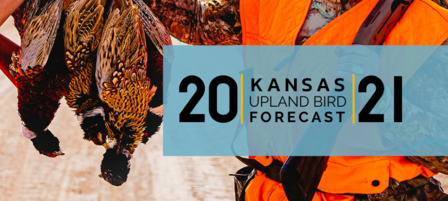 Forecast Looks Promising for Kansas’ 2021 Upland Bird Seasons