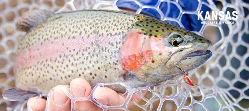 KDWP to Revamp Trout Season Following Suggestions from Anglers