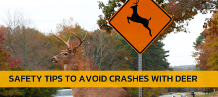State Experts Offer Tips for Preventing Deer-vehicle Collisions