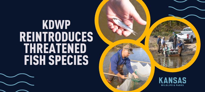 KDWP Staff Successfully Re-introduce Threatened Fish Species / 11-10-22 ...