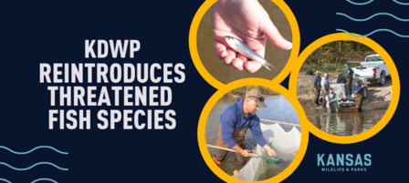KDWP Staff Successfully Re-introduce Threatened Fish Species