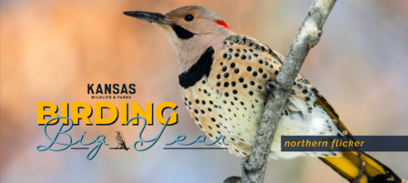 2021 Birding Big Year Results, 2022 Contest 