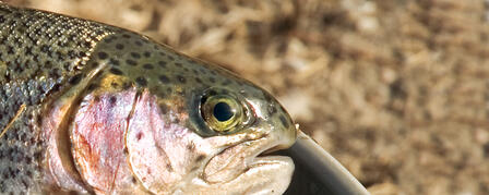 WINTER WEATHER HELPS ANGLERS TACKLE TROUT