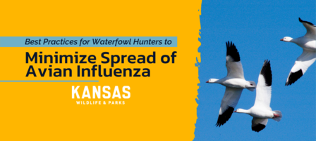 KDWP Cautions Light Goose Hunters to Be Vigilant as Avian Influenza Cases Rise 