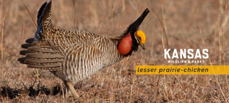 Aerial Surveys to Document Lesser Prairie-Chicken Population Trends