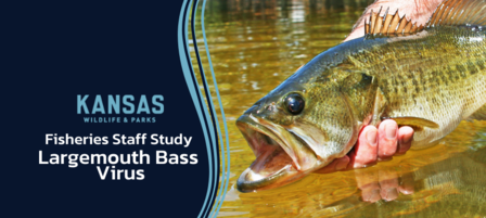 Kansas Fisheries Staff Allay Fears With 25-lake Study on Largemouth Bass Virus