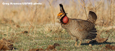 KDWPT Maintains Key Role in Lesser Prairie Chicken Conservation Despite Proposed Federal Listing