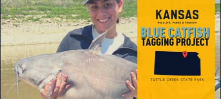 Blue Catfish Tagging Project Continues at Tuttle Creek Reservoir