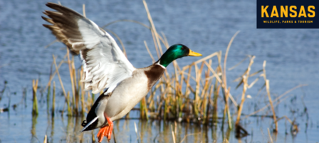 Commission Approves Waterfowl Regulations on Select Public Lands