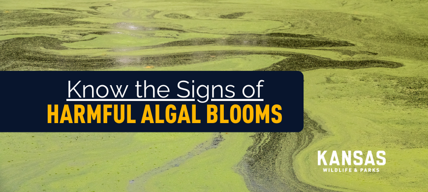 Outdoor Enthusiasts, Pet Owners Encouraged to Avoid Harmful Algal Blooms