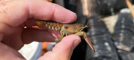 hand holding a rusty crayfish