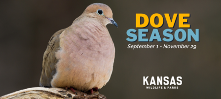 KDWP Offering New Interactive Mapping Tool to Locate Fields for Dove Hunting