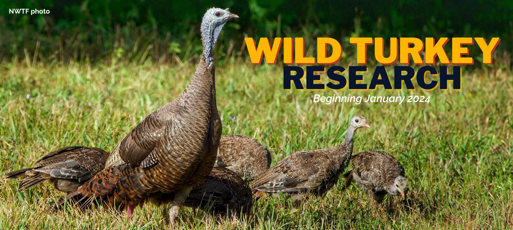 KDWP, National Wild Turkey Federation to Fund Wild Turkey Research at Kansas State University